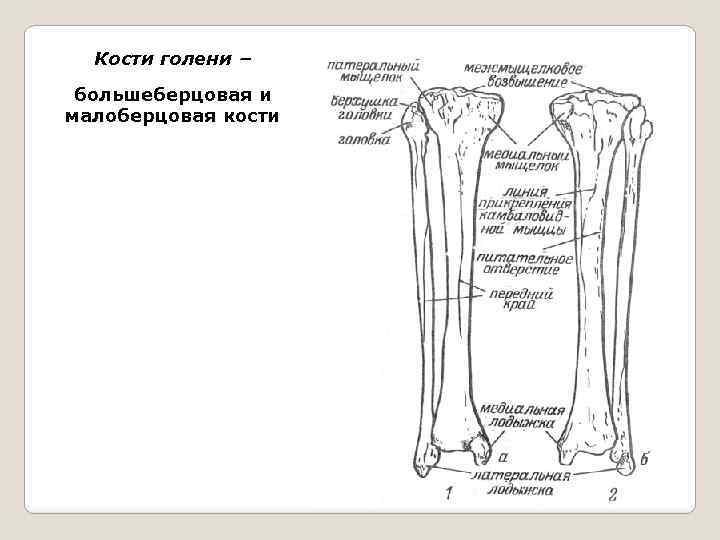 Большеберцовая. Голень большеберцовая кость и малоберцовая кость. Большеберцовая кость спереди сбоку. Кости голени анатомия рисунок. Края тела большеберцовой кости.