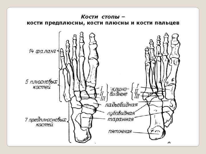 Фаланги стопы. Кости плюсны и предплюсны. Строение стопы плюсна предплюсна. Дистальный ряд предплюсны. Скелет стопы образован костями предплюсны плюсны.