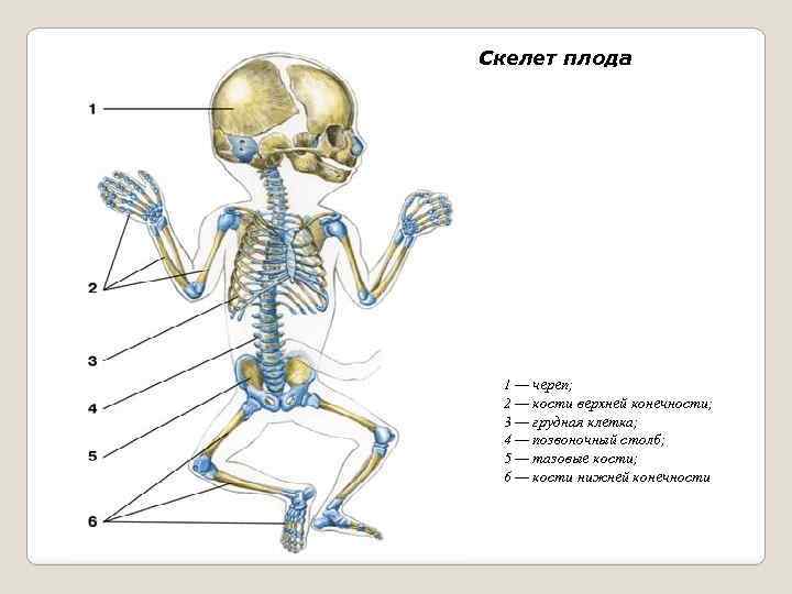 Скелет образован тканью. Опорно двигательный аппарат череп. Опорно двигательный аппарат новорожденного. Скелет nowy rozdonnogo ребенка.