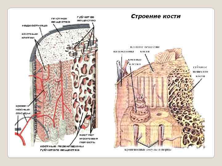 Строение кости человека