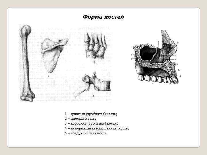 Форма костей. Пневматические кости (воздухоносные кости). Воздухоносные пневматические кости. Классификация костей воздухоносные кости. Формы костей воздухоносные.