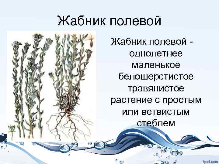 Жабник полевой - однолетнее маленькое белошерстистое травянистое растение с простым или ветвистым стеблем 