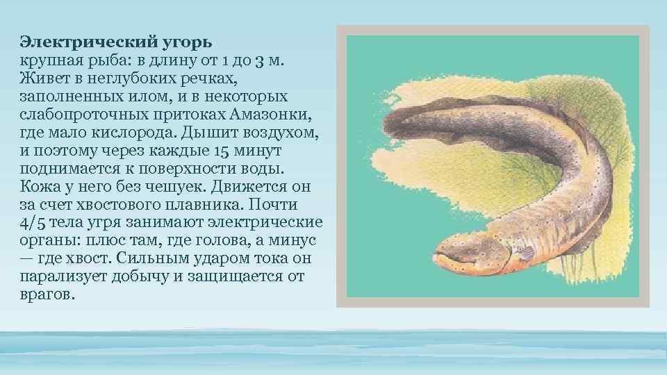 Электрический угорь крупная рыба: в длину от 1 до 3 м. Живет в неглубоких
