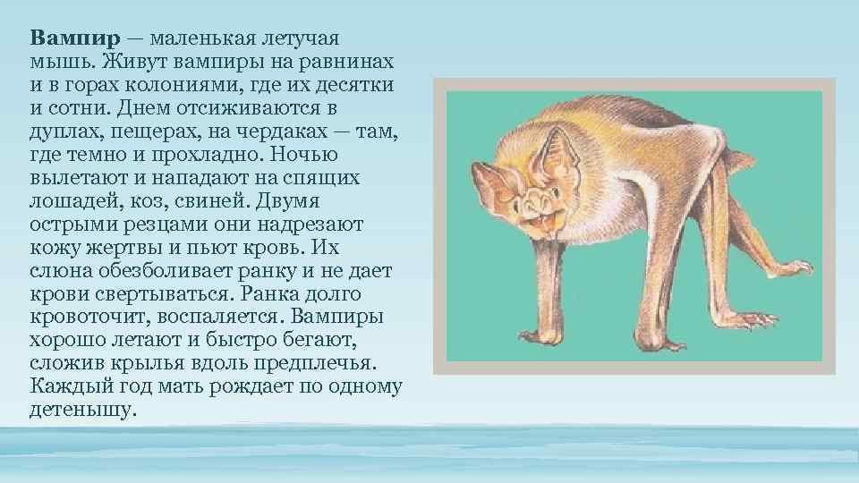 Вампир — маленькая летучая мышь. Живут вампиры на равнинах и в горах колониями, где