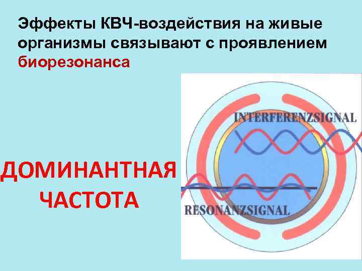 Эффекты КВЧ-воздействия на живые организмы связывают с проявлением биорезонанса ДОМИНАНТНАЯ ЧАСТОТА 