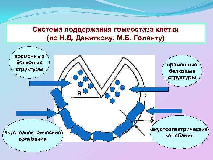 Система гомеостаза. Поддержание гомеостаза. Механизмы поддержания гомеостаза. Структурный гомеостаз. Механизмы поддержания гемостаза.