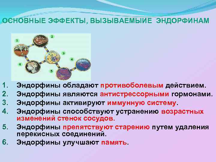 ОСНОВНЫЕ ЭФФЕКТЫ, ВЫЗЫВАЕМЫИЕ ЭНДОРФИНАМ 1. 2. 3. 4. 5. 6. Эндорфины обладают противоболевым действием.