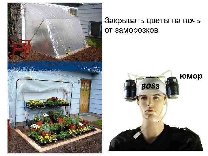 Закрывать цветы на ночь от заморозков юмор 