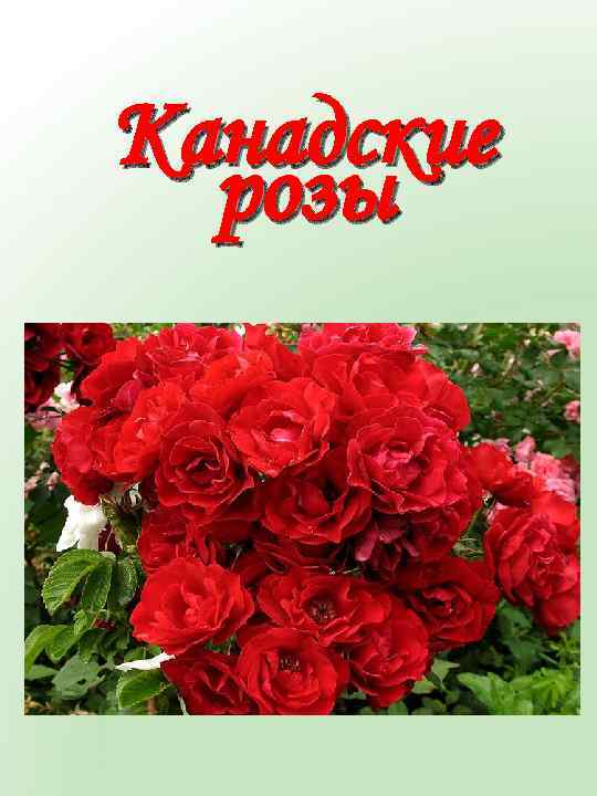 Канадские розы 