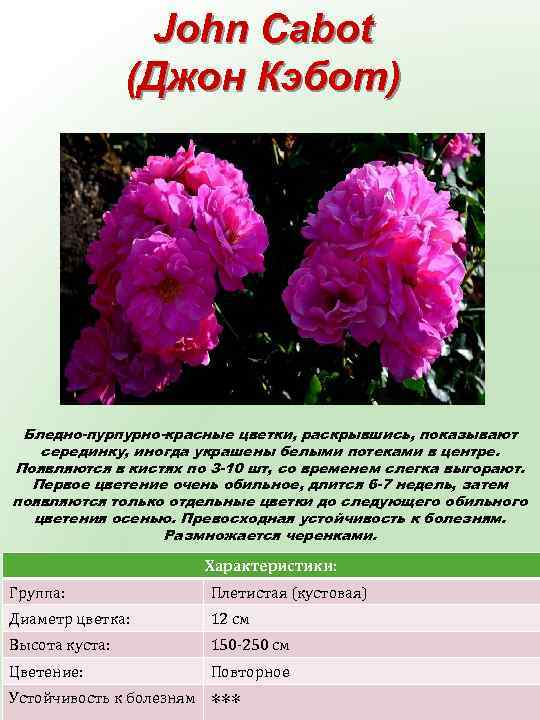 John Сabot (Джон Кэбот) Бледно-пурпурно-красные цветки, раскрывшись, показывают серединку, иногда украшены белыми потеками в