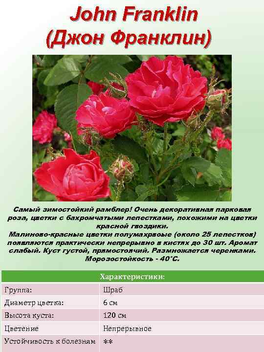  John Franklin (Джон Франклин) Самый зимостойкий рамблер! Очень декоративная парковая роза, цветки с