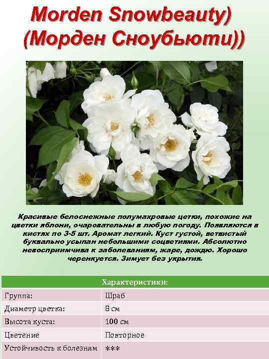 Morden Snowbeauty) (Морден Сноубьюти)) Красивые белоснежные полумахровые цетки, похожие на цветки яблони, очаровательны в