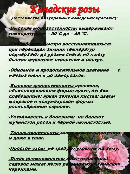 Канадские розы Достоинства безупречных канадских красавиц: -Высокая морозостойкость: выдерживают температуру от – 30°С до