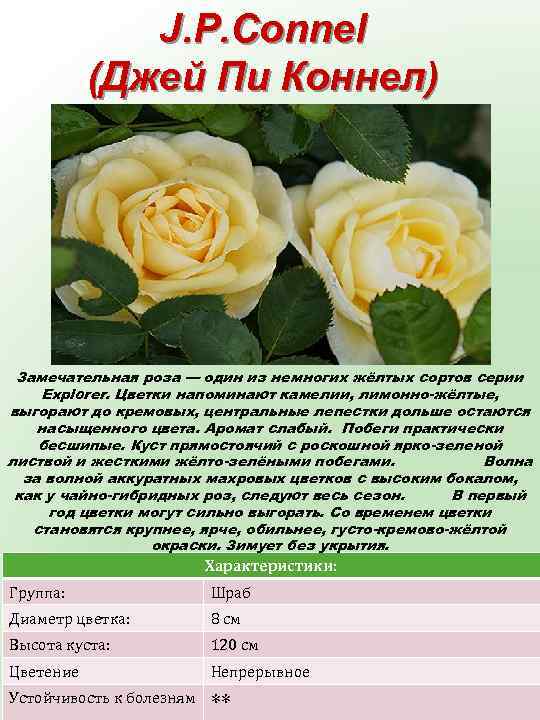 J. P. Connel (Джей Пи Коннел) Замечательная роза — один из немногих жёлтых сортов