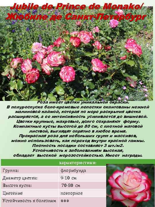 Jubile de Prince de Monako/ Жюбиле де Санкт-Петербург Роза имеет цветки уникальной окраски. В