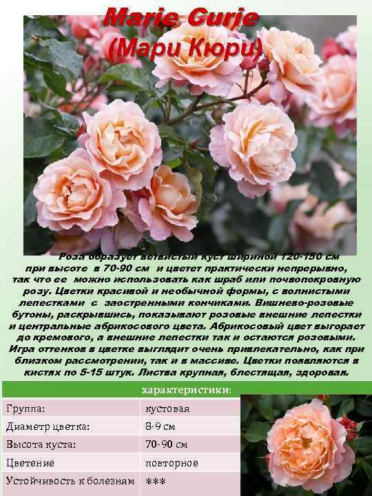 Marie Curie (Мари Кюри) Роза образует ветвистый куст шириной 120 -150 см при высоте