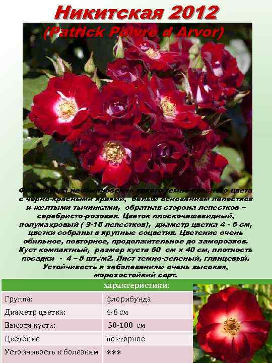 Никитская 2012 (Patrick Poivre d Arvor) Флорибунда необыкновенно яркого темно-красного цвета с черно-красными краями,