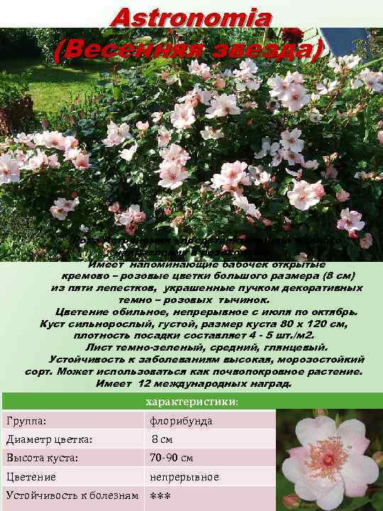 Astronomia (Весенняя звезда) Роза Астрономия - представительница модного направления в розоводстве. Имеет напоминающие бабочек