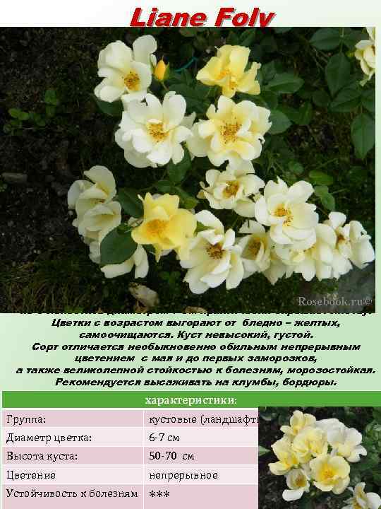 Liane Foly Воронежская Яркое облако мелких жёлто-лимонных цветков из 9 лепестков диаметром 7 см