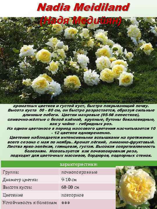 Nadia Meidiland (Надя Медийян) Эта роза сочетает в себе нежную красоту махровых ароматных цветков