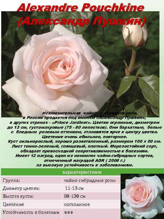 Alexandre Pouchkine (Александр Пушкин) Исключительная чайно – гибридная роза, в России продается под именем