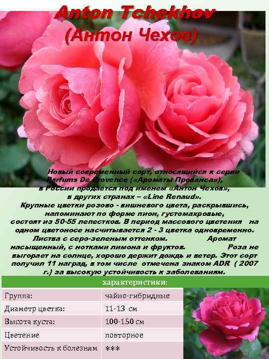 Anton Tchekhov (Антон Чехов) Новый современный сорт, относящийся к серии Parfums De Provence (