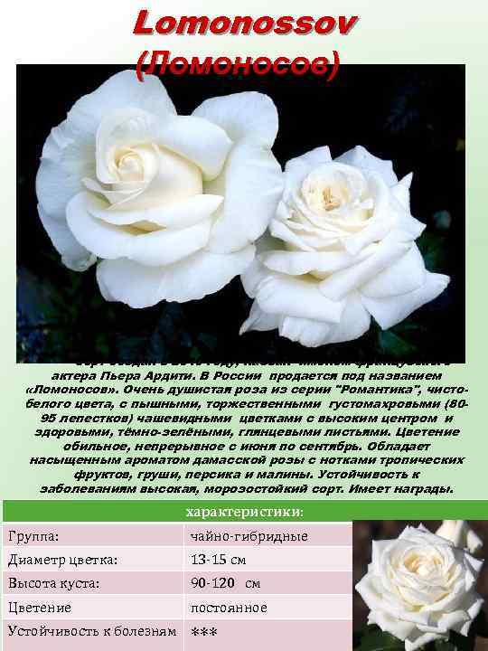 Lomonossov (Ломоносов) Сорт создан в 2010 году, назван именем французского актера Пьера Ардити. В
