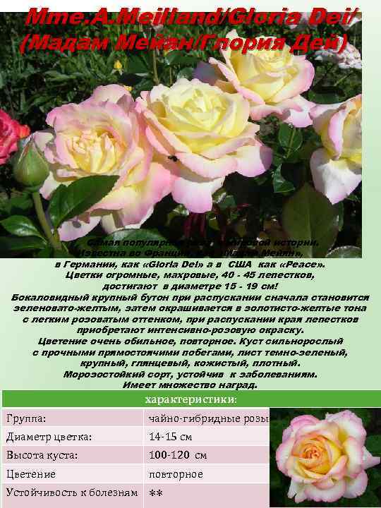 Mme. A. Meilland/Gloria Dei/ (Мадам Мейан/Глория Дей) Самая популярная роза в мировой истории. Известна