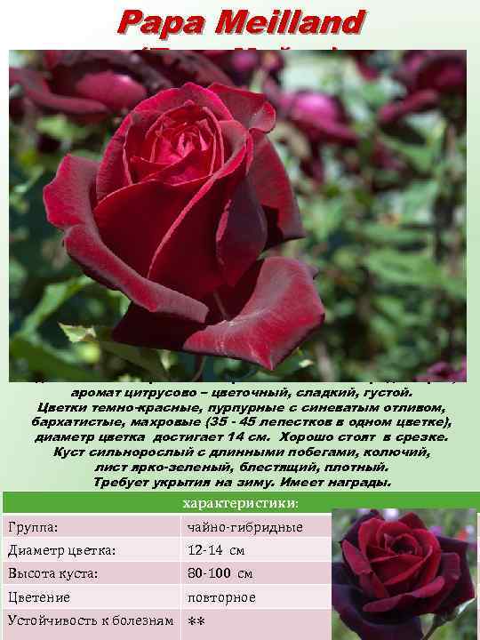 Papa Meilland (Папа Мейан) Названа в честь основателя Дома Meilland – Антуана Мейана. Одна