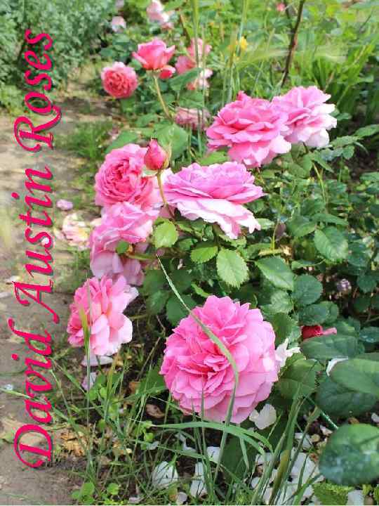 David Austin Roses 