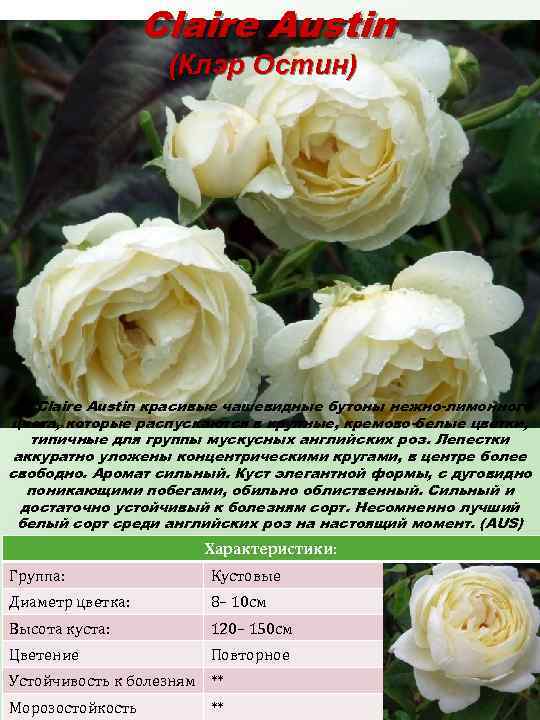 Claire Austin (Клэр Остин) У Claire Austin красивые чашевидные бутоны нежно-лимонного цвета, которые распускаются