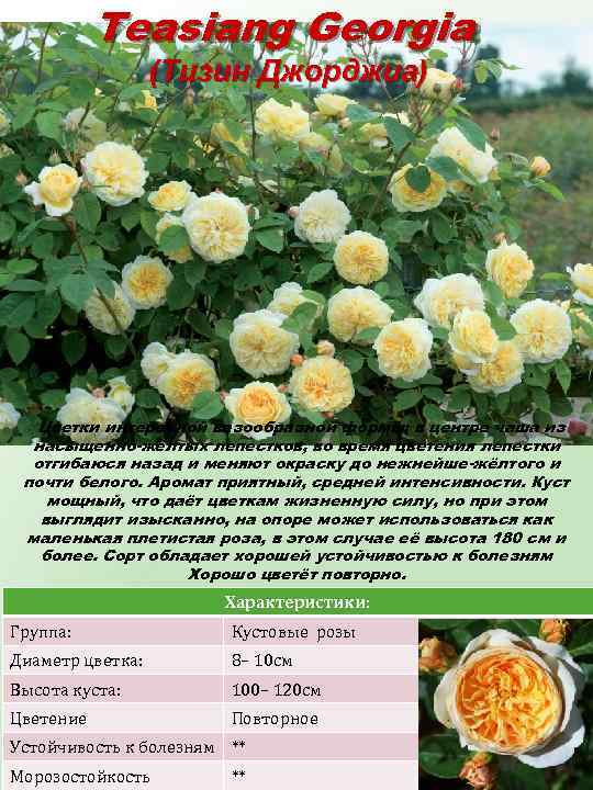 Teasiang Georgia (Тизин Джорджиа) Цветки интересной вазообразной формы: в центре чаша из насыщенно-жёлтых лепестков,