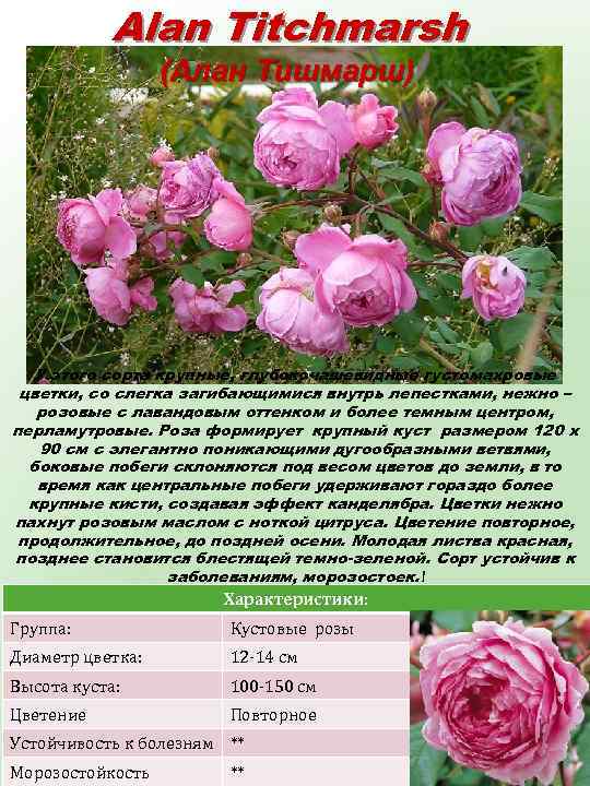Alan Titchmarsh (Алан Тишмарш) У этого сорта крупные, глубокочашевидные густомахровые цветки, со слегка загибающимися