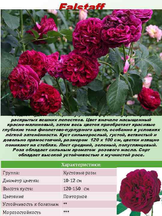 Falstaff (Фальстафф) Цветки крупные, вазообразные, полностью заполнены мелкими лепестками, закручивающимися по направлению к центру,