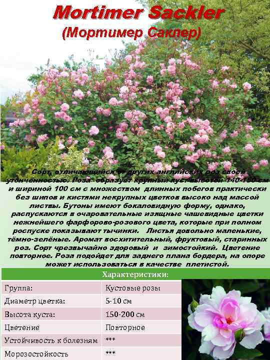 Mortimer Sackler (Мортимер Саклер) Сорт, отличающийся от других английских роз своей утончённостью. Роза образует