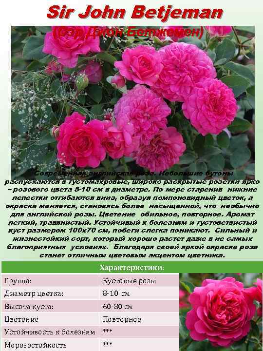 Sir John Betjeman (Сэр Джон Бетжемен) Современная английская роза. Небольшие бутоны распускаются в густомахровые,
