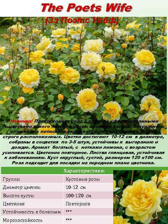 The Poets Wife (Зэ Поэтс Уайф) Новинка! Превосходная роза с красиво сформированными цветками яркого