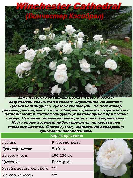 Winchester Cathedral (Винчестер Кэсидрал) Один из лучших белых сортов английских роз, мутация сорта Mary