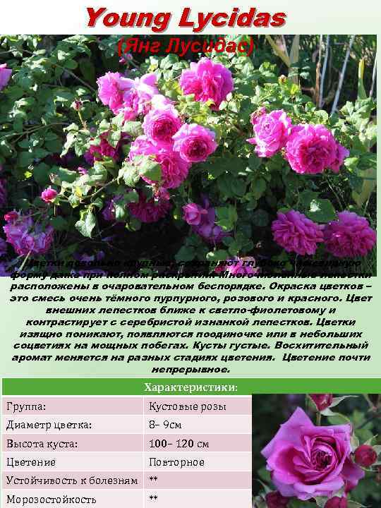 Young Lycidas (Янг Лусидас) Цветки довольно крупные, сохраняют глубоко чашевидную форму даже при полном