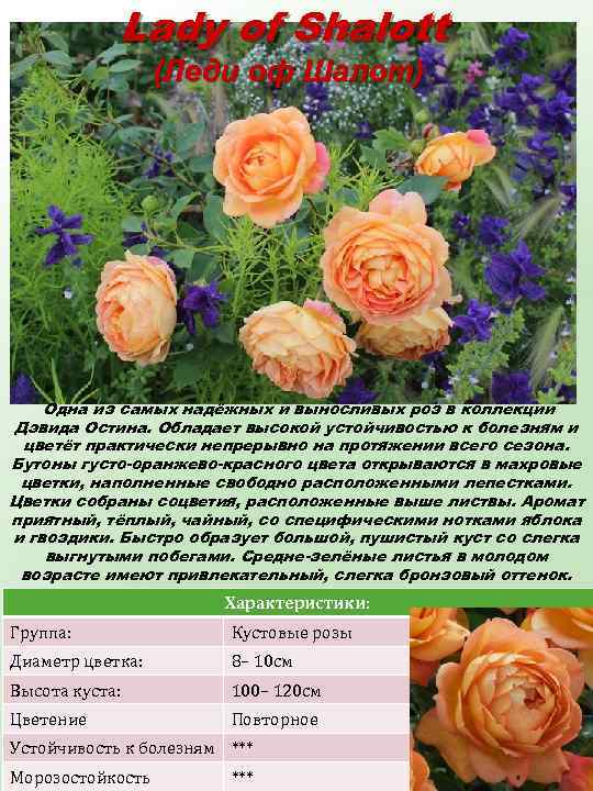 Lady of Shalott (Леди оф Шалот) Одна из самых надёжных и выносливых роз в