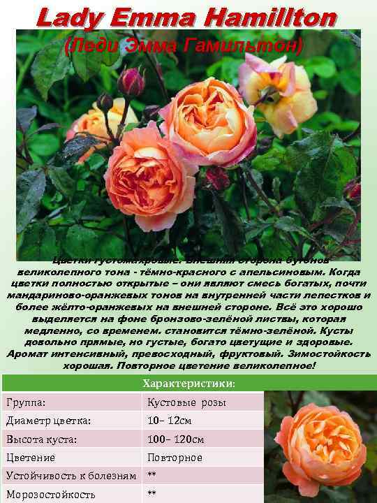 Lady Emma Hamillton (Леди Эмма Гамильтон) Цветки густомахровые. Внешняя сторона бутонов великолепного тона -