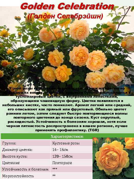 Golden Celebration (Голден Селебрэйшн) У этой розы гигантские, шаровидные цветки на элегантно поникающих ветвях.