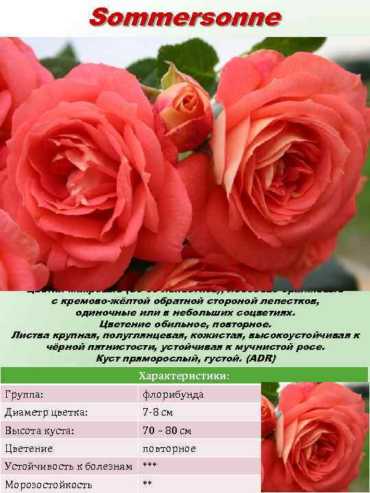 Sommersonne (Саммерсон) Бутоны элегантные, остроконечные, оранжево-жёлтые. Цветки махровые (50 -60 лепестков), лососёво-оранжевые с кремово-жёлтой