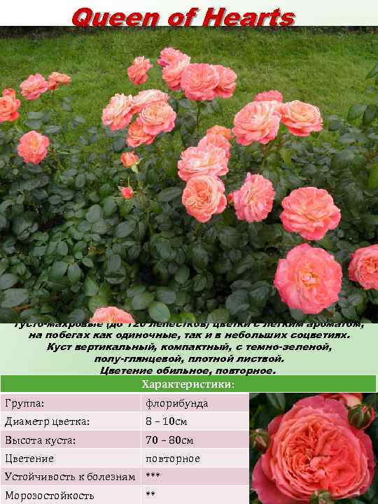 Queen of Hearts (Куин оф Хартс) Лососево-оранжевые, блюдцевидные, густо-махровые (до 120 лепестков) цветки с
