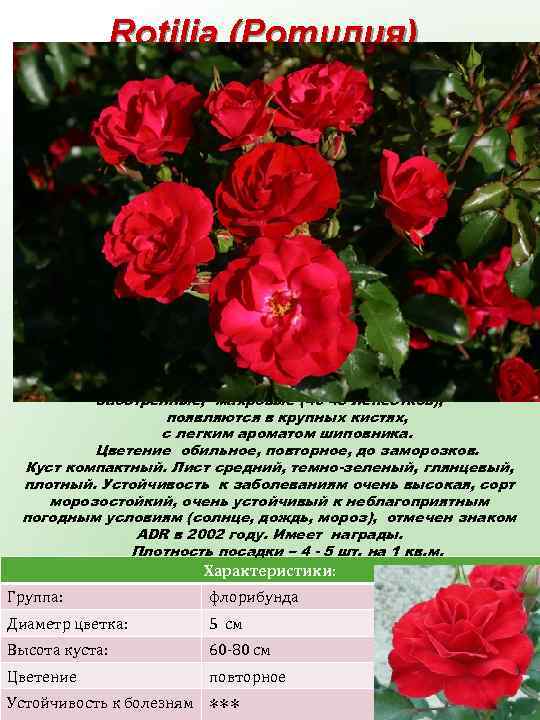 Rotilia (Ротилия) Цветки ярко – малиново - красные, маленькие (5 см), заостренные, махровые (40