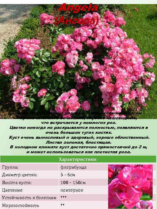 Angela (Ангела) Цветки Angela бледно-розовые, с малиновым реверсом – примечательное сочетание, глубоко чашевидные, что