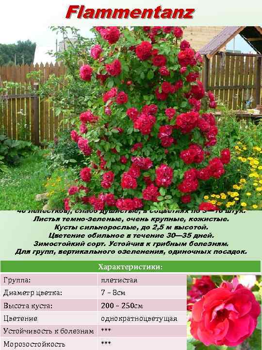 Flammentanz (Фламментанц) Цветки густо-красные, яркие, стойкие, крупные, махровые (25— 40 лепестков), слабо душистые, в