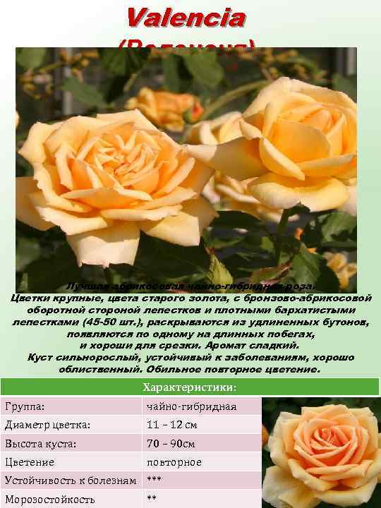 Valencia (Валенсия) Лучшая абрикосовая чайно-гибридная роза. Цветки крупные, цвета старого золота, с бронзово-абрикосовой оборотной