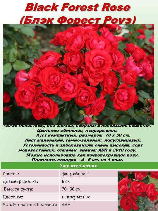 Black Forest Rose (Блэк Форест Роуз) Цветки ярко – красные, чашевидные, махровые (30 -35