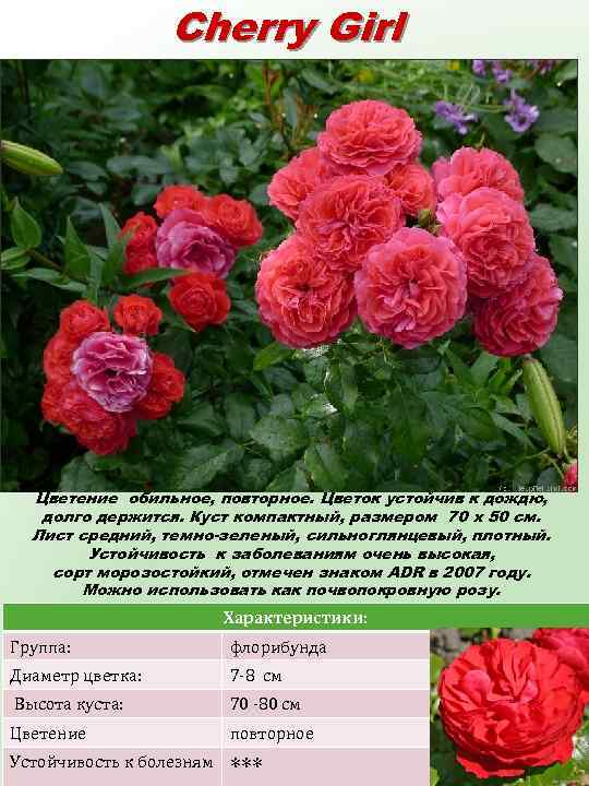 Cherry Girl (Черри гёл) Цветки вишнево – красные, чашевидные, густомахровые (70 -75 лепестков), с